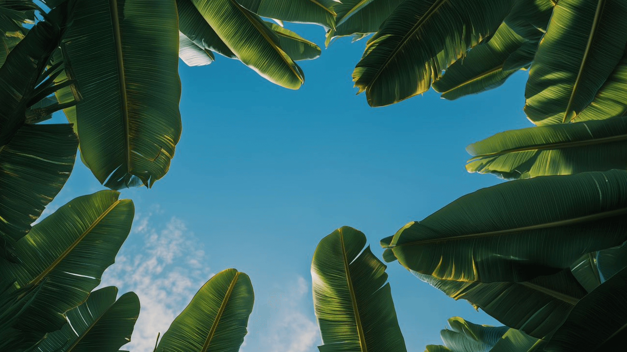 Lush tropical palm canopy in Bali